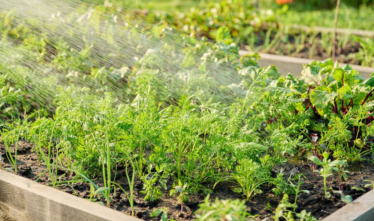 A person watering a young veggie garden with a hose.