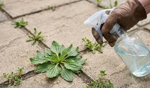A person using a spray bottle on a weed growing between some concrete pavers.