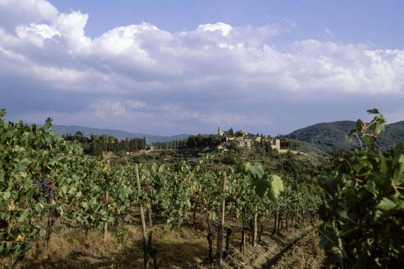 View of Montefioralle village from a vineyard nearby, Greve in Chianti, Chianti, Tuscany, Italy.