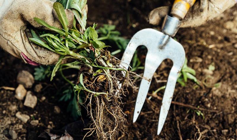 A person holding up the roots of a weed they pulled.