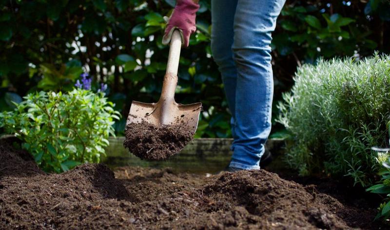 A person digging in their garden with a spade.