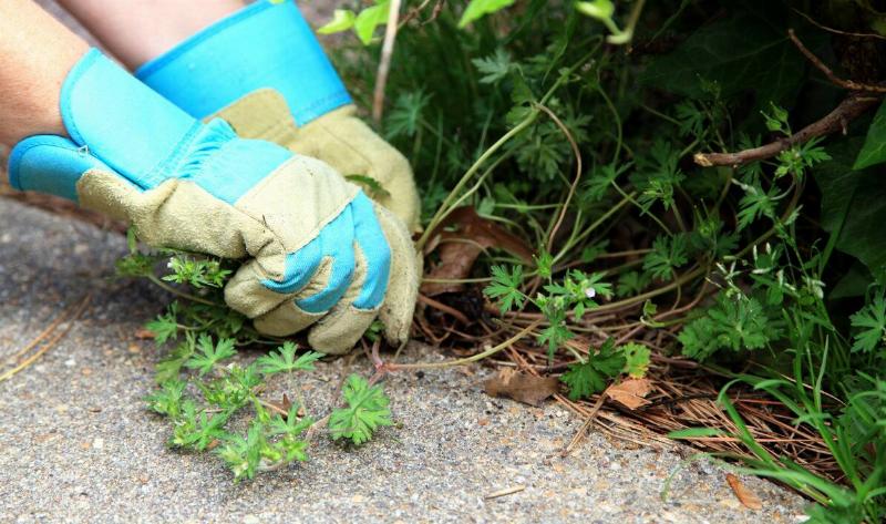 A person's hand in gardening gloves pulling weeds.