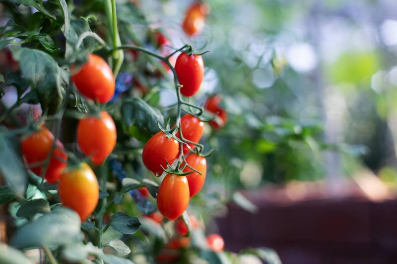 Clusters of ripe red cherry tomatoes hang from green vines in a sunlit  garden. The vibrant fruits, surrounded by lush leaves, are ready for 
harvest, symbolizing freshness and healthy organic produce.