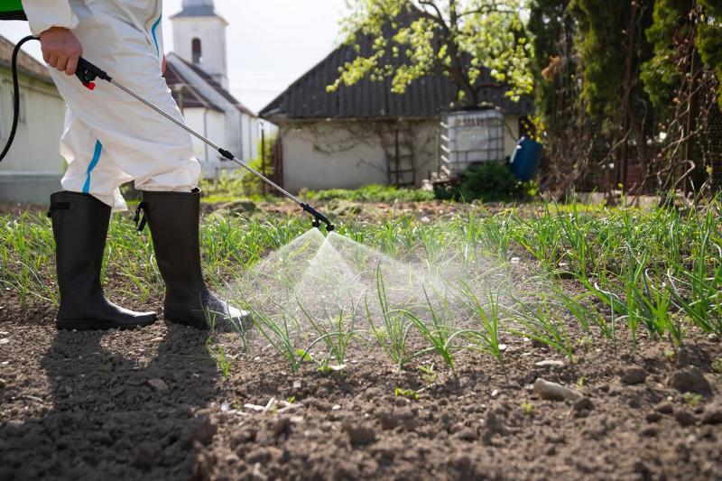 Farmer in white protective costume spraying vegetable in the garden with herbicides, pesticides or insecticides.