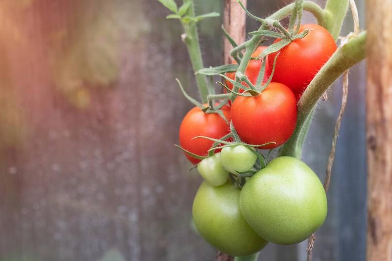Fresh organic tomatoes in garden