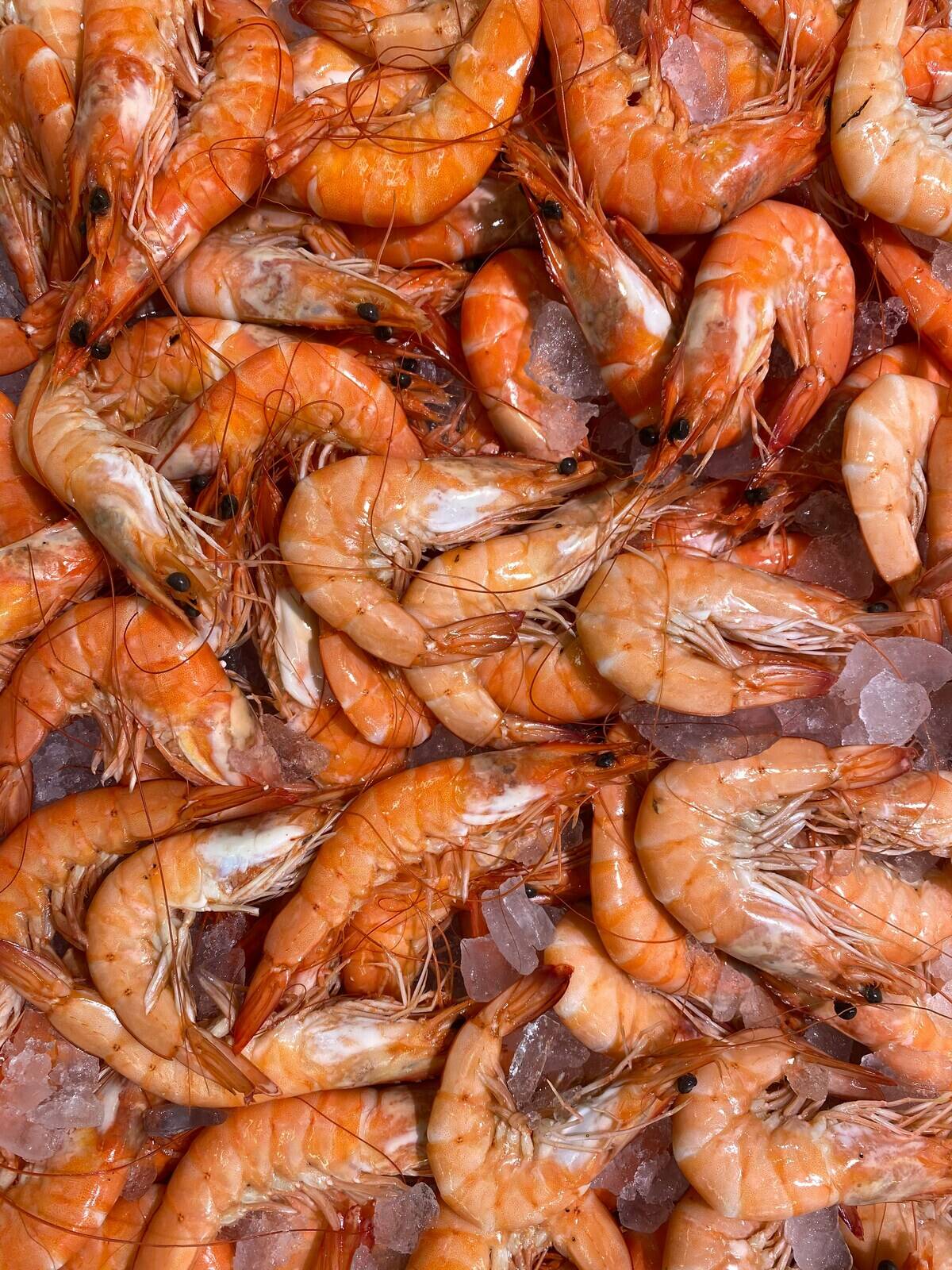 Shrimp on ice