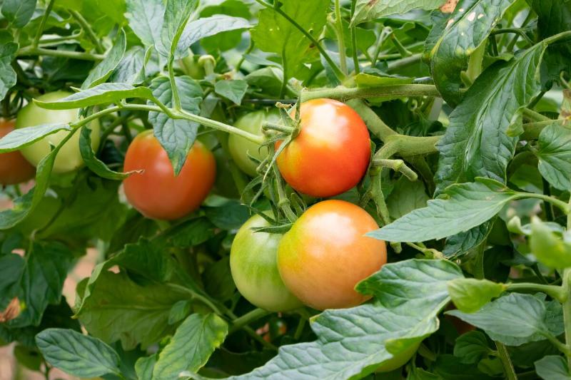 Fresh organic tomatoes in garden
