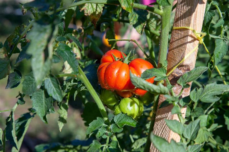 Fresh organic tomatoes in garden
