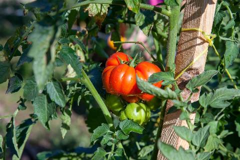 Fresh organic tomatoes in garden