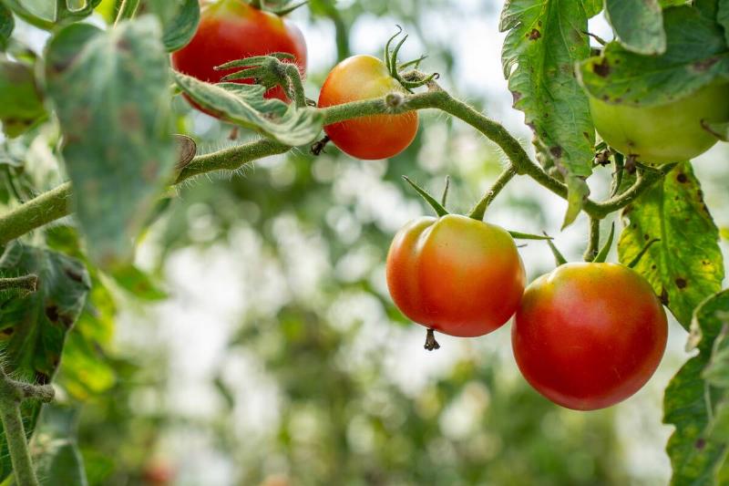 Red Tomatoes. Beautiful red ripe Tomatoes grown in a greenhouse. Gardening tomato photograph with copy space.