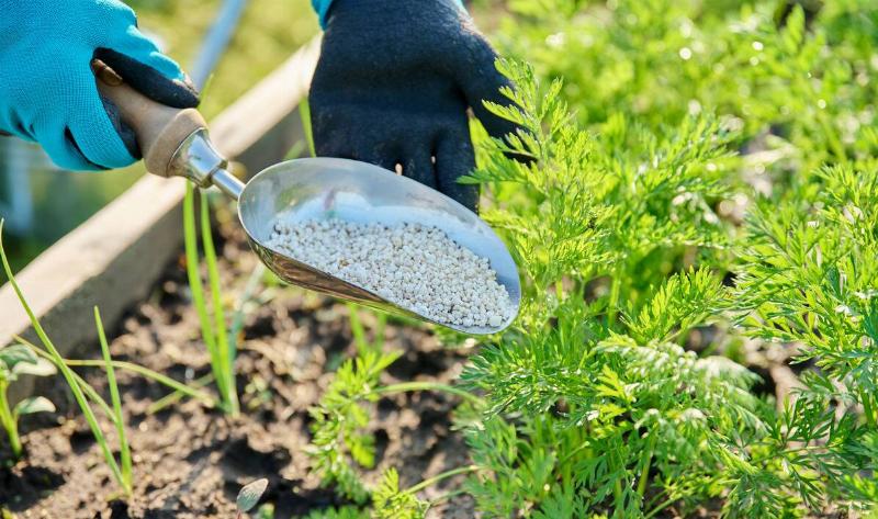 A person using a scoop to scatter fertilizer in a garden.