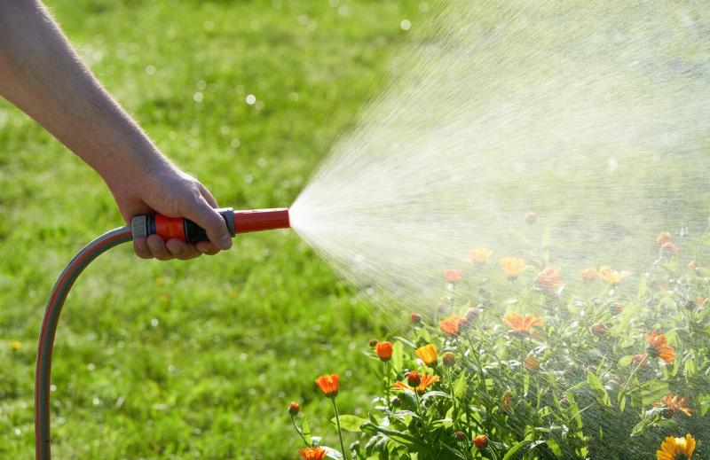 Plant care, home gardening. Watering marigold flowers with hose in backyard in summer