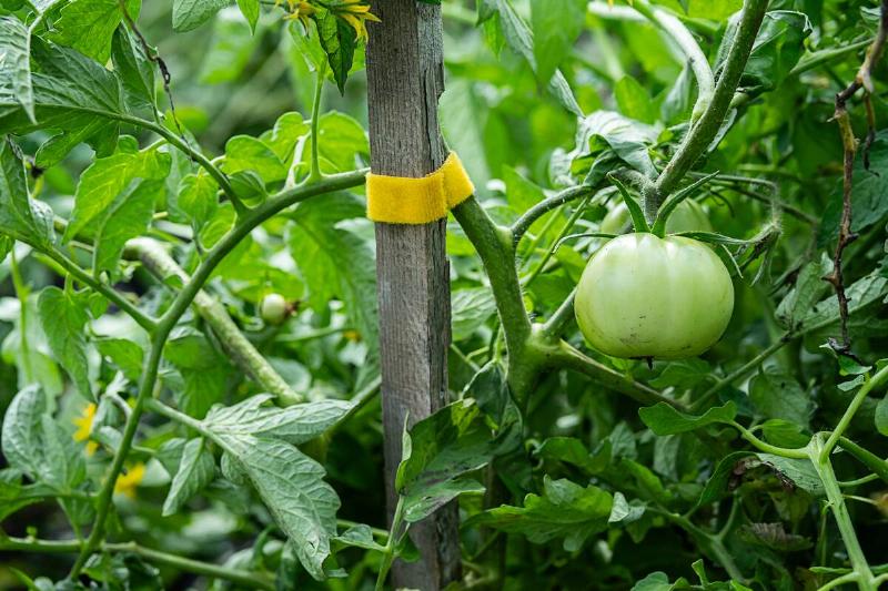Unripe green tomato on vine surrounded by lush green leaves.