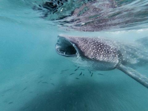 1440px-whale-shark-rhincodon-typus-with-open-mouth-in-la-paz-mexico-82050-800x600-1-43192