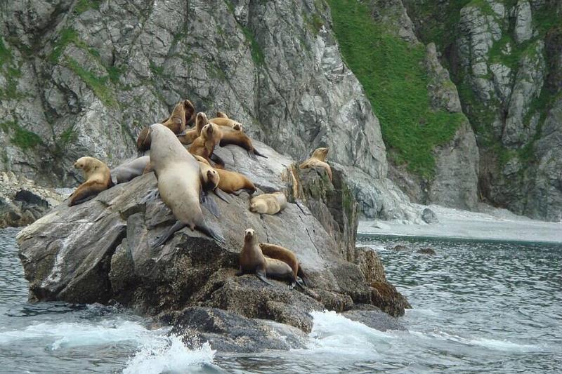 Sea Lions off the coast of Afognak Island near Kodiak Alaska.