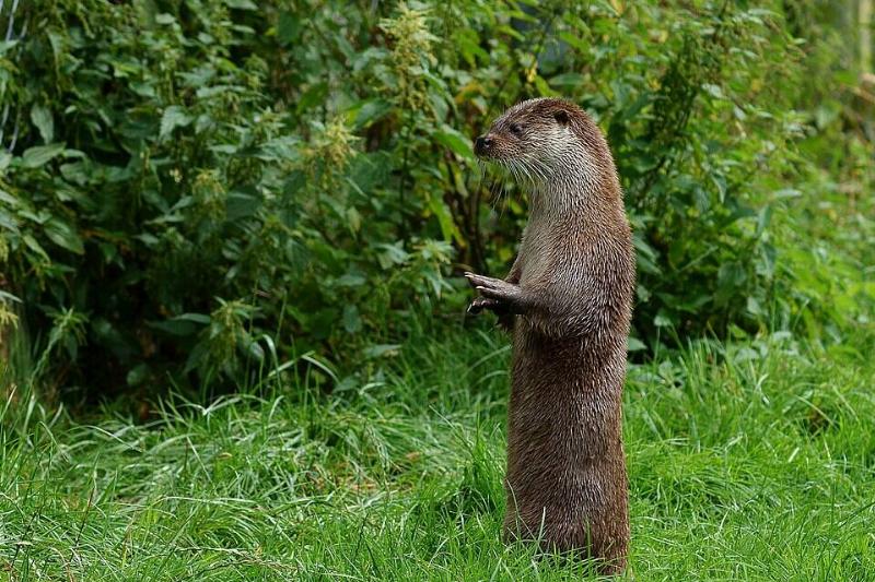 An otter standing on its hind legs. 