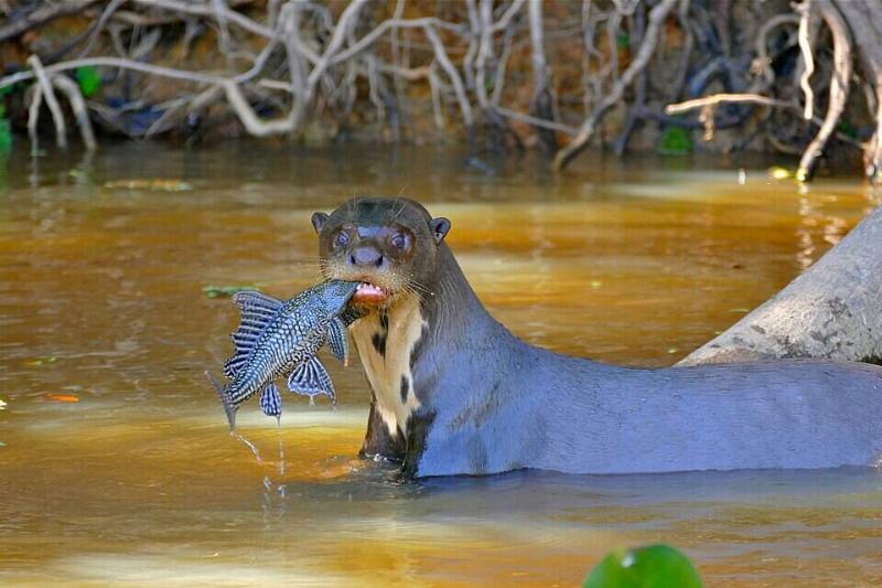 A giant otter with a fish in its mouth. 
