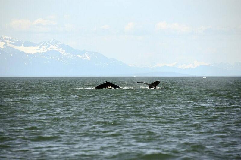 Humpback Whales move out of North Pass, Lynn Canal, Alaska.