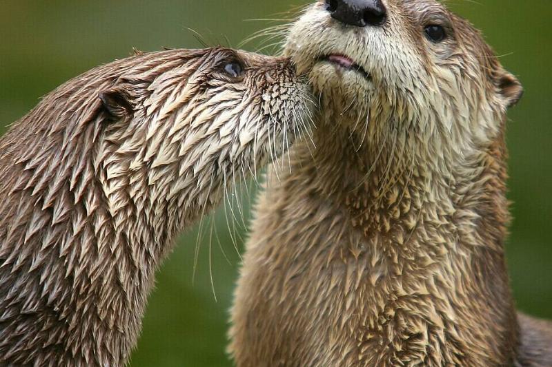 Two North American River Otters at San Francisco Zoo.