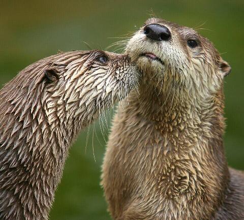 Two North American River Otters at San Francisco Zoo.