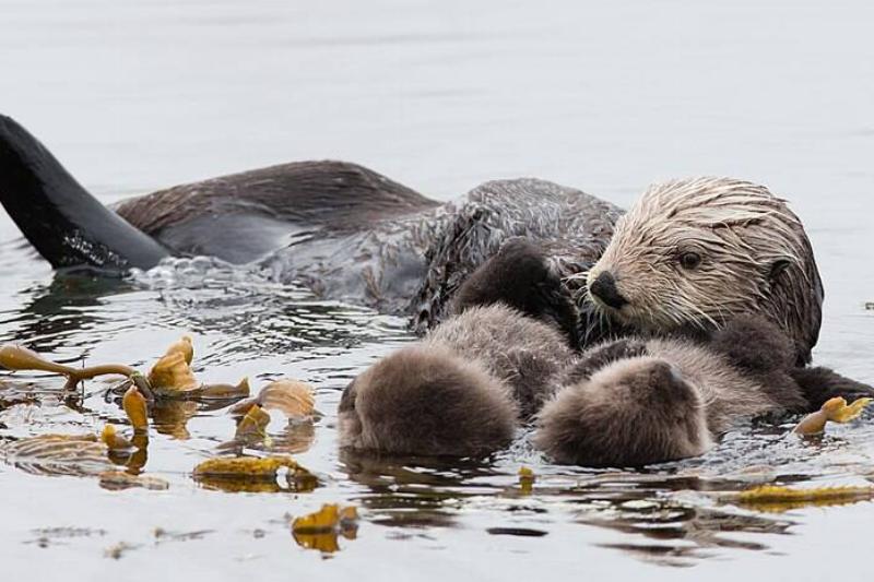 Mother sea otter with rare twin baby pups.