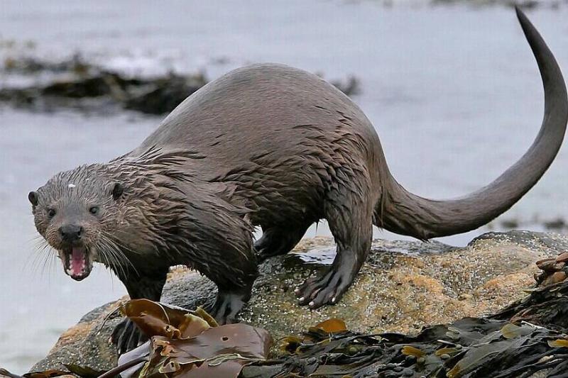 Otter on the beach near Àird a' Mhachair, South Uist.