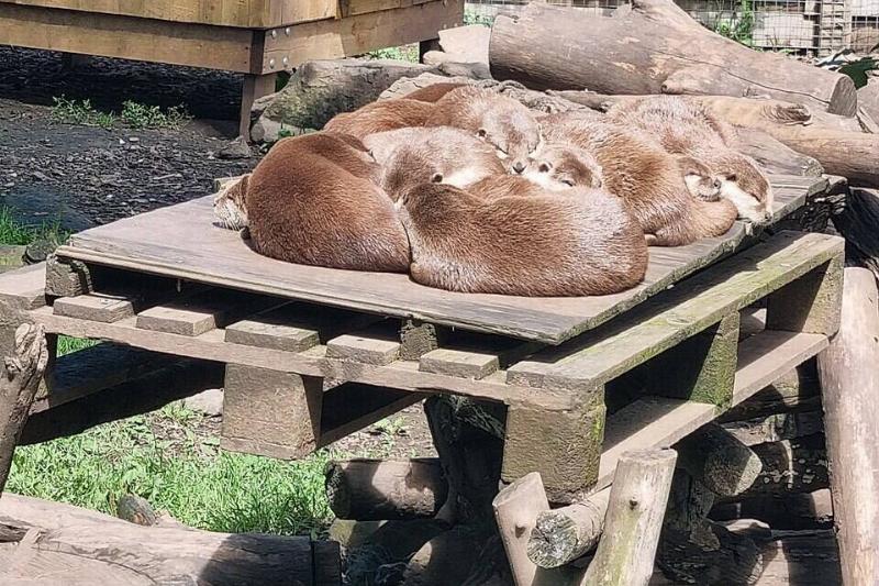 A family of otters sleeping on a dock. 