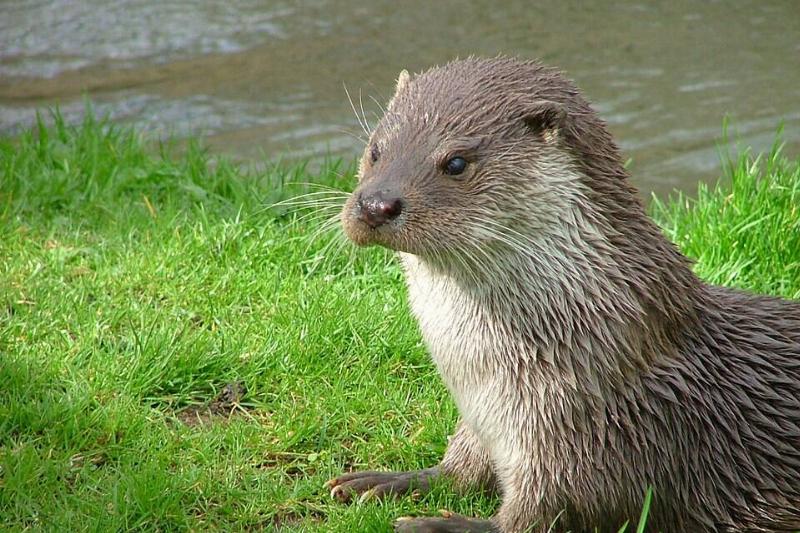An otter sitting in the grass near water.