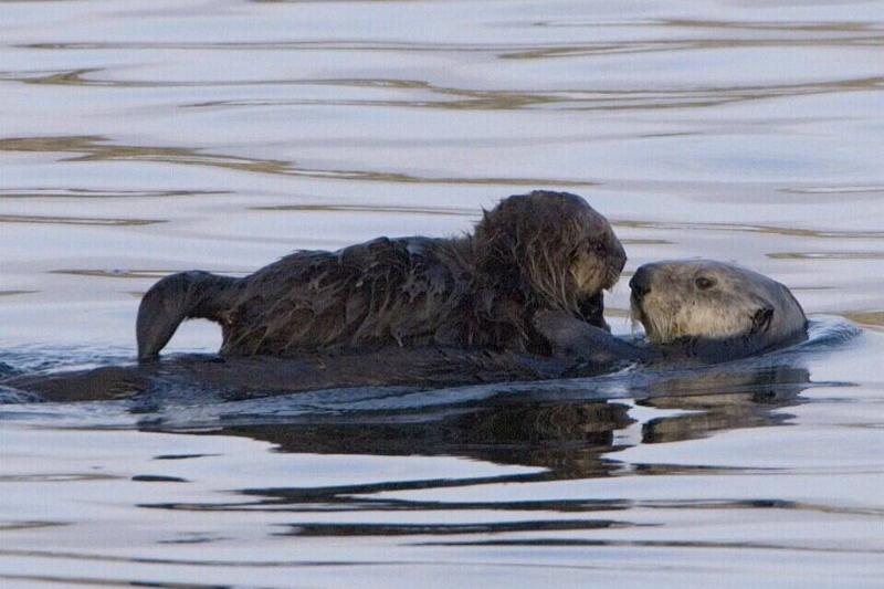 A sea otter with pup. 