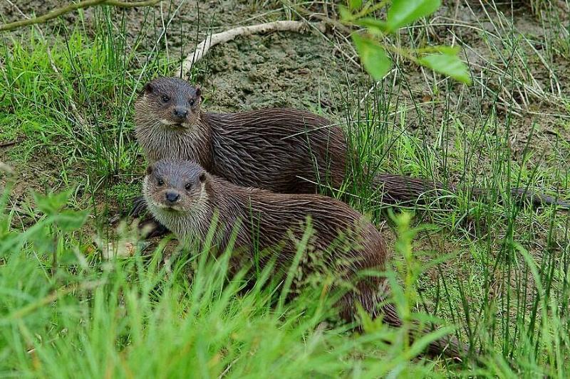 Two young otters in grass. 