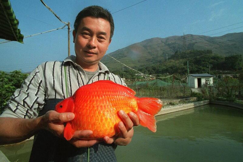 Hong Kong fish-breeder Lee Tak-sun , owner of Sun Sun Fishing Farm at Ngau Tam Mei in Yuen Long, shows his two-year-old 1.54kg giant goldfish Pin Day Kam.