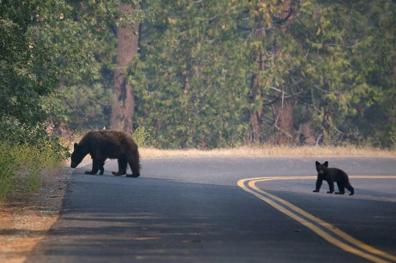 A bear and cub cross a road near the Rim Fire on August 24, 2013 in Yosemite National Park, California.