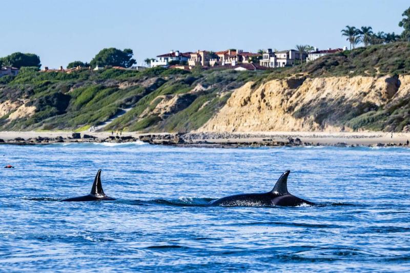 Orcas swim off the coast of Crystal Cove State Park in Newport Beach.