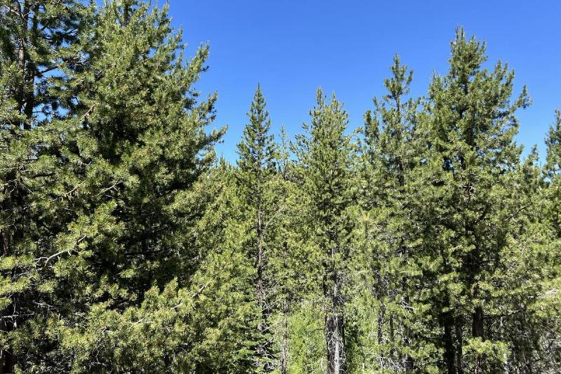 Tall pine trees against a clear blue sky, Tahoe National Forest.