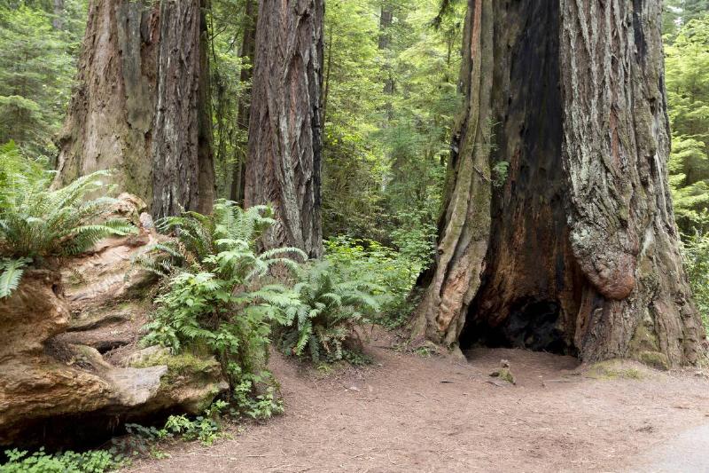 Trees in the Redwood National and State Parks along the coast of northern California.