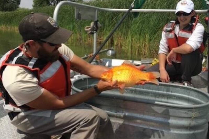 dam Hundley with a giant goldfish captured during sampling in North and South Pearson Lakes at F.E. Warren Air Force Base.