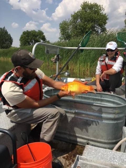 dam Hundley with a giant goldfish captured during sampling in North and South Pearson Lakes at F.E. Warren Air Force Base.