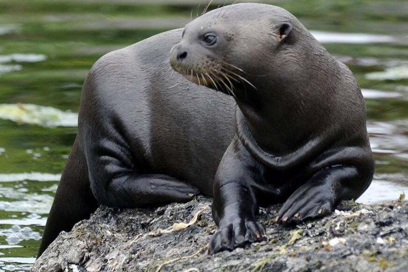 A giant otter on a rock. 