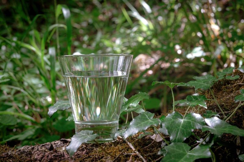 A glass of water on the forest floor. 