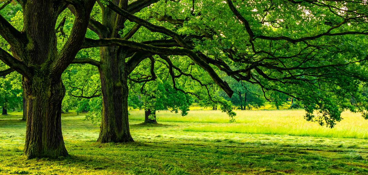 Oak trees in a park. 