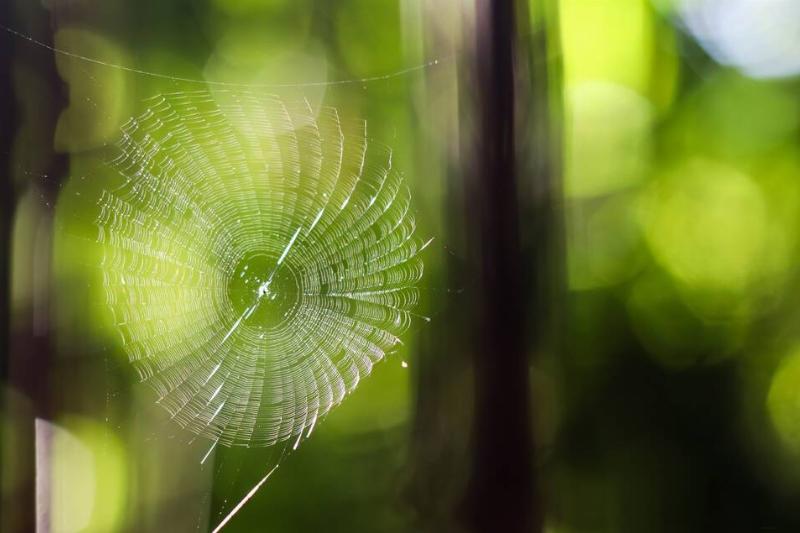 Cobwebs on the outside of a house. 