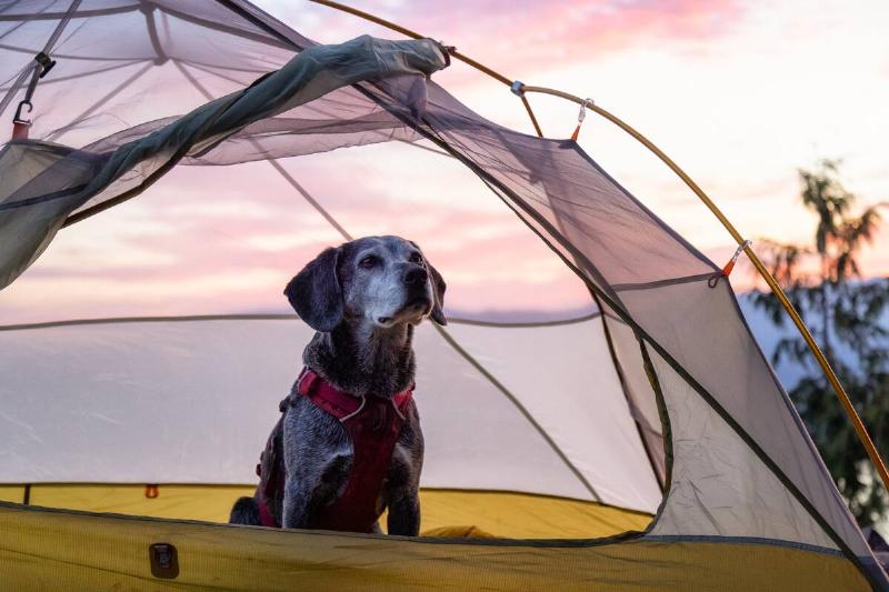 A dog in a tent. 