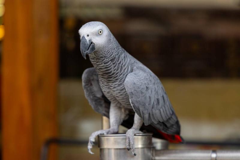 African grey parrot at outdoor metal stand.