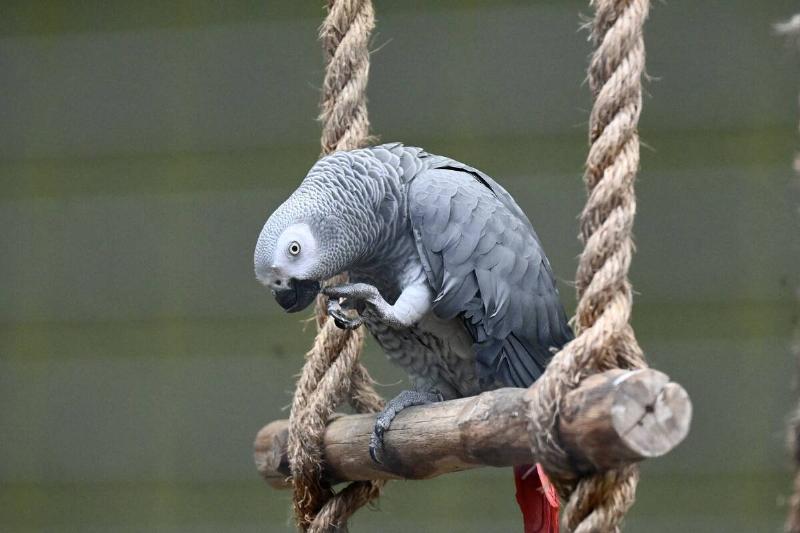 An African grey parrot on a swing. 