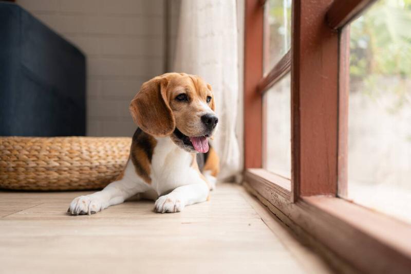 A beagle inside a house, looking out a window. 