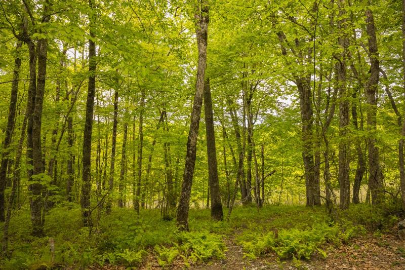 A green, lush forest. 