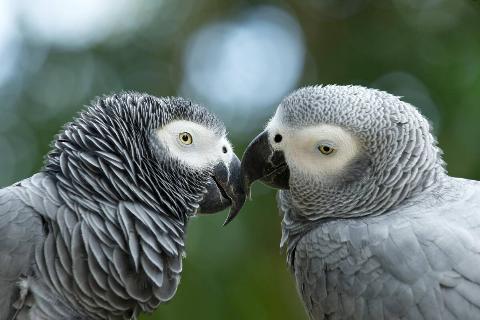 Two grey parrots together. 