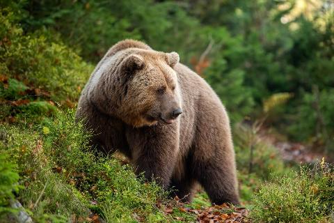 A brown bear in a fall forest. 