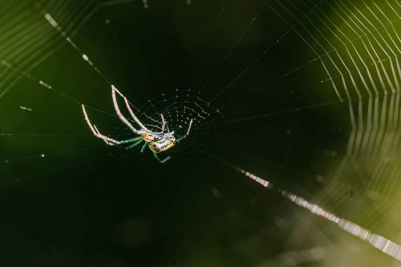 An orb weaver spider in a web. 
