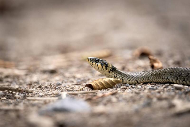 A grass snake on the ground.